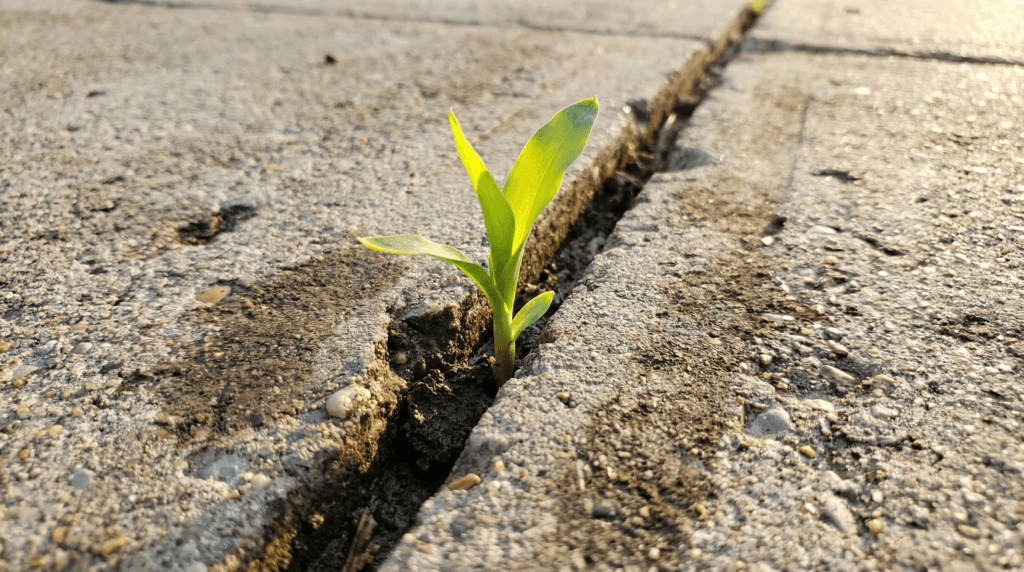 Planta verde nascendo em rachadura de concreto representando o renascimento do proposito e esperanca